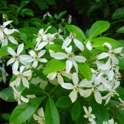 Oranger Du Mexique Ternata/pot De 15l - 60/80 Cm