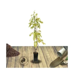 Glycine Du Japon Floribunda Issaï/pot De 3l - Echelle Bambou 60/120 Cm -vidaXL Magasin 63ed45ffb93543.80146161