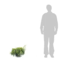 Faux Cyprès Pisifera Sungold/pot De 5l - 40/60 Cm -vidaXL Magasin 63ed4c190cca06.54404568