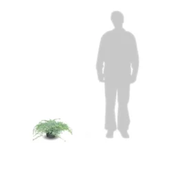 Genévrier écailleux Squamata Blue Carpet/pot De 3l - 20/40 Cm -vidaXL Magasin 63ed4d12959a57.60747039