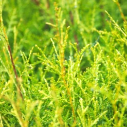 Thuya Du Canada Occidentalis Brabant/godet - 5/20 Cm