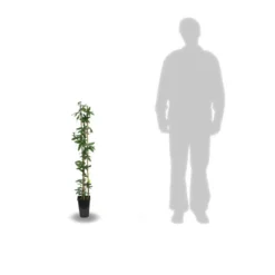 Passiflore Caerulea Purple Haze/pot De 1,5l - Tuteur Bambou 30/60 Cm -vidaXL Magasin 63efe61c6d5f13.16567858