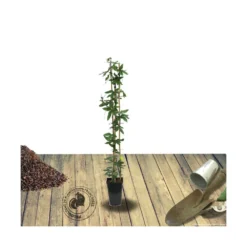 Passiflore Caerulea Purple Haze/pot De 1,5l - Tuteur Bambou 30/60 Cm -vidaXL Magasin 63efe61c735243.01798402