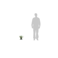 Ceanothe Delilianus Gloire De Versailles/pot De 3l - 20/40 Cm -vidaXL Magasin 63f4b642baef83.73945572