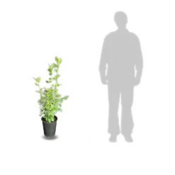 Hibiscus Syriacus French Point® 'minfren'/pot De 7,5l - 60/80 Cm -vidaXL Magasin 63f4b64e413ff8.75139261