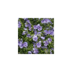 Hibiscus Syriacus Blue Chiffon® 'notwoodthree'/pot De 4l - 40/60 Cm