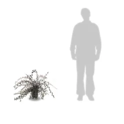 Cotoneaster Lacteus/pot De 3l - 40/60 Cm -vidaXL Magasin 63f4ba6ae73968.45907339