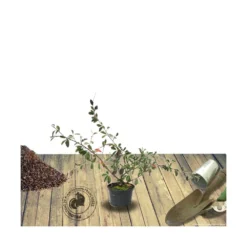 Cotoneaster Lacteus/pot De 3l - 40/60 Cm -vidaXL Magasin 63f4ba6b0a6a27.99695147
