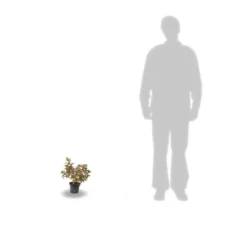 Hortensia Paniculata Kyushu/pot De 4l -vidaXL Magasin 63f4bb00570ec7.14025646