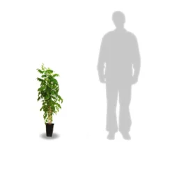 Glycine De Chine Sinensis/pot De 3l - Echelle Bambou 60/120 Cm -vidaXL Magasin 63f4d035e92018.36906700