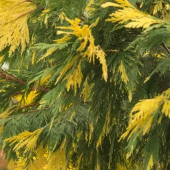 Cèdre à Encens Decurrens Aureovariegata/godet - 5/20 Cm