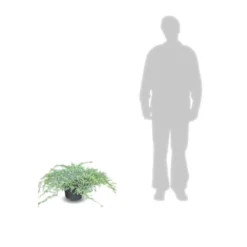 Genévrier écailleux Squamata Blue Carpet/pot De 5l - 40/60 Cm -vidaXL Magasin 63f4d6076e4c51.14450842