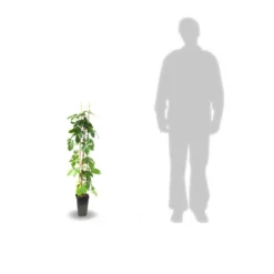 Vigne Vierge Quinquefolia Red Wall® 'troki'/pot De 3l - Echelle Bambou 60/120 Cm -vidaXL Magasin 63f4d6611db854.28484356