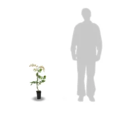 Glycine De Chine Sinensis/pot De 2l - 60 Cm -vidaXL Magasin 63f4d7e58ff340.86883666