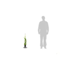 Chèvrefeuille Henryi Copper Beauty®/godet - 5/20 Cm -vidaXL Magasin 63f4d83ce87176.13667945