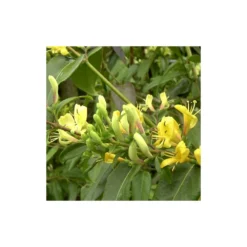 Chèvrefeuille Henryi Copper Beauty®/godet - 5/20 Cm -vidaXL Magasin 63f4d83cf00f00.51870516