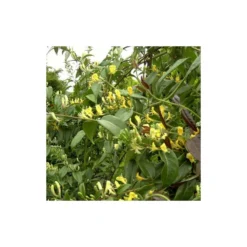 Chèvrefeuille Henryi Copper Beauty®/godet - 5/20 Cm -vidaXL Magasin 63f4d83d000c12.20617881