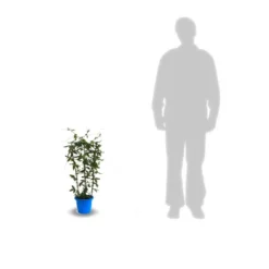 Passiflore Caerulea/pot De 10l - 300/400 Cm Sur Ficelle -vidaXL Magasin 63f4d8428ee9c3.04767202