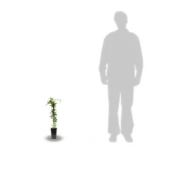 Passiflore Caerulea/pot De 10l - 300/400 Cm Sur Ficelle -vidaXL Magasin 63f4d8429225e8.87129398