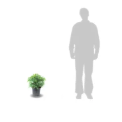 Cèdre Du Japon Japonica Elegans Viridis/pot De 3l - 20/40 Cm -vidaXL Magasin 63f4ef5c4d2c42.50957756