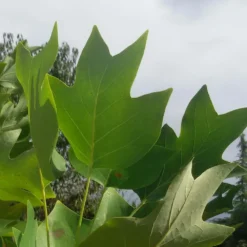 Tulipier De Virginie Tulipifera/pot De 12l - 150/175 Cm -vidaXL Magasin 64009876a885e8.26750071