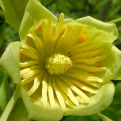 Tulipier De Virginie Tulipifera/pot De 12l - 150/175 Cm -vidaXL Magasin 64009876add0b3.87943697