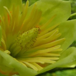 Tulipier De Virginie Tulipifera/pot De 12l - 150/175 Cm -vidaXL Magasin 64009876bc4700.67984321