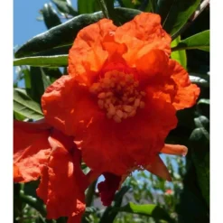 Punica Granatum Adulte (grenadier à Fruits) Rouge - Taille Pot 230l - 175/200cm - Peri 40/50 -vidaXL Magasin 64038bbd5aafd3.23141001