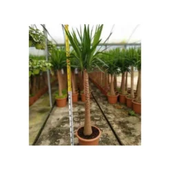 Yucca Elephantipes (yucca Pied D'éléphant) Blanc - Taille Pot De 160l - Ramifié - 180/220cm -vidaXL Magasin 64038bd0825c65.83842737