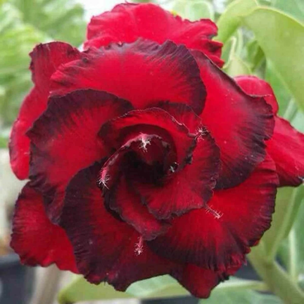 Adenium Obesum Cv.dang Hunsadee Rouge - Taille Caudex D'environ 300g 20/25cm 1 Adenium Obesum Cv.dang Hunsadee Rouge - Taille Caudex D'environ 300g 20/25cm