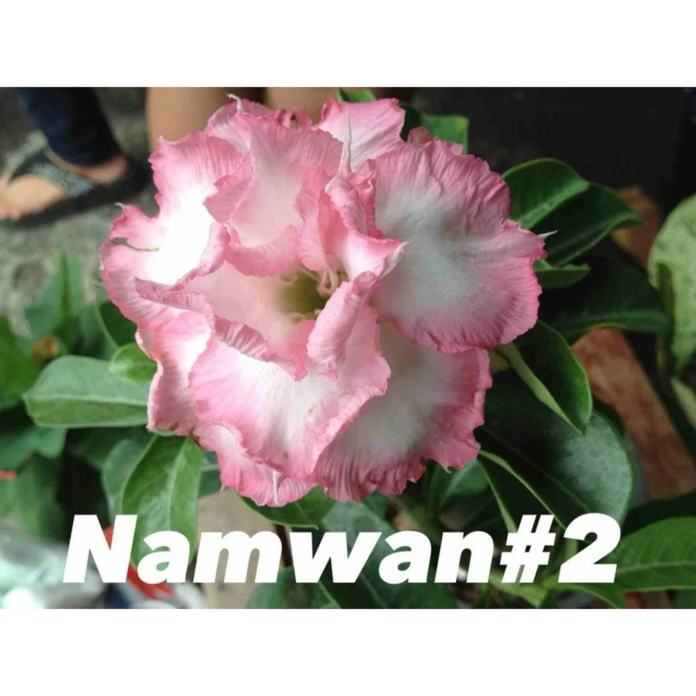 Adenium Obesum Cv Namwan Blanc Et Rose - Taille Caudex D'environ 2000g 25/30cm Très Gros Caudex 1 Adenium Obesum Cv Namwan Blanc Et Rose - Taille Caudex D'environ 2000g 25/30cm Très Gros Caudex