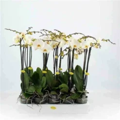 Phalaenopsis Hybride Blanche (orchidée Papillon) Taille Pot De 2 Litres - 60/80 Cm -vidaXL Magasin 64039425b0aca3.41458917