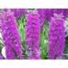 Dactylorhiza Foliorella Taille Pot De 1 Litre - 0/60 Cm