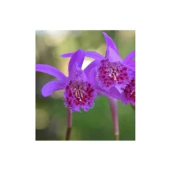 Pleione 'bulbocodiodes' Rose - Taille Pot De 1 Litre - 0/40 Cm -vidaXL Magasin 64039444a60e67.42711562