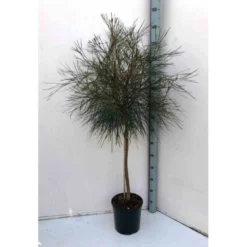 Grevillea Johnsonii (grevillea De Johnson Ou Fleur D'araignée De Johnson,) Taille Pot De 6 Litres - 100/120 Cm -vidaXL Magasin 640395807e85b6.70200338