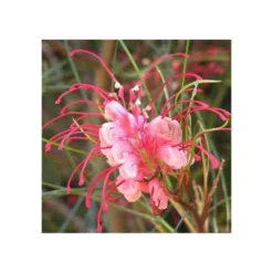 Grevillea Johnsonii (grevillea De Johnson Ou Fleur D'araignée De Johnson,) Taille Pot De 6 Litres - 100/120 Cm -vidaXL Magasin 640395808f96e0.70594532