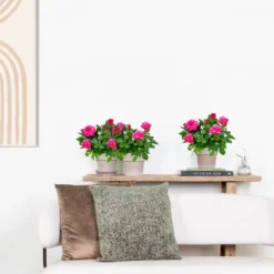 3x Pot Rose Rose - Rosa – Plante De Terrasse & D'intérieur – ⌀12cm – ↕20-30cm -vidaXL Magasin 64062fbfc0d959.17995780