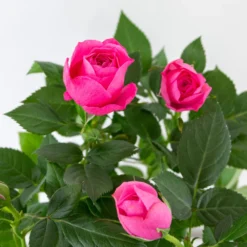 3x Pot Rose Rose - Rosa – Plante De Terrasse & D'intérieur – ⌀12cm – ↕20-30cm -vidaXL Magasin 64062fbfd17801.69056399