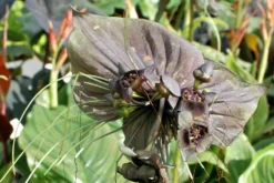 Kit De Culture - Fleur Chauve-souris - 10 Graines - Tacca Chantrieri -vidaXL Magasin 64063aa2db9035.02599166