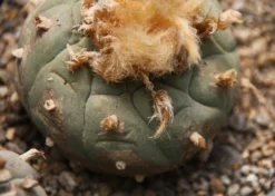 Kit De Culture - Peyotl - 20 Graines - Lophophora Williamsii -vidaXL Magasin 64063bf0c9c6c3.02573478