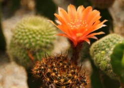 Kit De Culture - Cactus Nain Argentin - 40 Graines - Rebutia / Mix -vidaXL Magasin 640641133d8f32.78608637