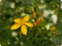 Kit De Culture - Millepertuis Perforé - 300 Graines - Hypericum Perforatum -vidaXL Magasin 64064130d076c2.07984889