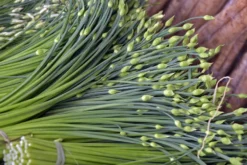 Kit De Culture - Bio - Ciboulette De Chine - 100 Graines - Allium Tuberosum -vidaXL Magasin 6406414b167639.94224056