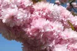 Kit De Culture - Cerisier Du Japon - 30 Graines - Prunus Serrulata -vidaXL Magasin 640641574ab250.52700865