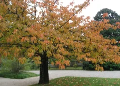 Kit De Culture - Cerisier Du Japon - 30 Graines - Prunus Serrulata -vidaXL Magasin 640641575b4f81.13640687