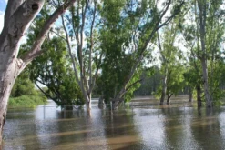 Kit De Culture - Gommier Des Rivières - 200 Graines - Eucalyptus Camaldulensis -vidaXL Magasin 64064161619477.71494550