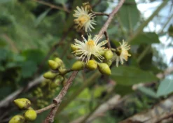 Kit De Culture - Gommier Des Rivières - 200 Graines - Eucalyptus Camaldulensis -vidaXL Magasin 640641616b73c7.64330813