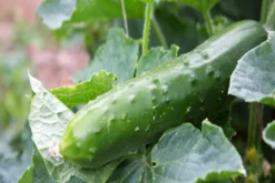 Kit De Culture - Bio - Concombre - Marketmore - 20 Graines - Cucumis Sativus -vidaXL Magasin 64064169648772.30261151