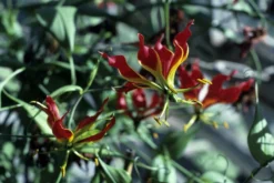 Kit De Culture - Lis De Malabar - 15 Graines - Gloriosa Rothschildiana -vidaXL Magasin 64064179340333.58024990