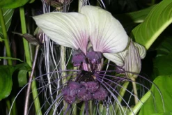 Kit De Culture - Plante Chauve-souris Blanche - 10 Graines - Tacca Integrifolia -vidaXL Magasin 6406417d5508f9.96415960